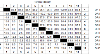 Định danh Dong riềng đỏ bằng phương pháp mã vạch DNA